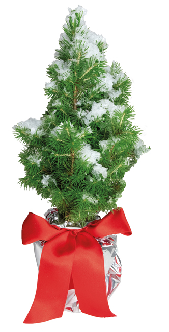 Action Office Werbepack Neuheiten Winterwald Bäumchen